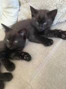 Aufgeweckte Entdecker-Kitten (Mädels &amp; 1 Bub) 