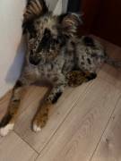 Australien Shepherd/Border Collie 