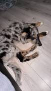 Australien Shepherd/Border Collie 