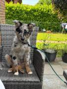 Australien Shepherd/Border Collie 