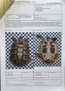 2 Griechische Landschildkröten Nachzucht aus 2019