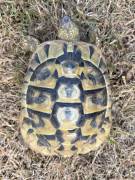 2 Griechische Landschildkröten Nachzucht aus 2019