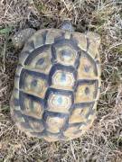 2 Griechische Landschildkröten Nachzucht aus 2019