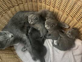 Reinrassige Russisch Blau Kitten - 2 Mädchen frei