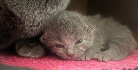 Reinrassige Russisch Blau Kitten - 2 Mädchen frei