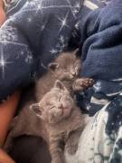 Reinrassige Russisch Blau Kitten - 2 Mädchen frei