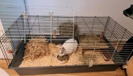 Kaninchen kastriert weiß mit oder ohne Käfig Zubeh