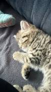 Bkh kitten