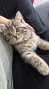 Bkh kitten