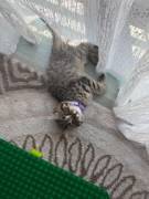 Bkh kitten