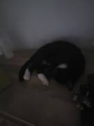 Katze abzugeben 
