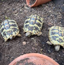 Landschildkröten Testudo Hermani Hermani