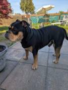 Old English Bulldog Pablo