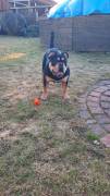 Old English Bulldog Pablo