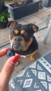 Old English Bulldog Pablo