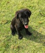 Evan, a.d.Tierschutz, sucht Happy-Home 