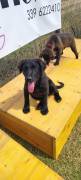 Evan, a.d.Tierschutz, sucht Happy-Home 