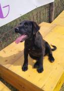 Evan, a.d.Tierschutz, sucht Happy-Home 