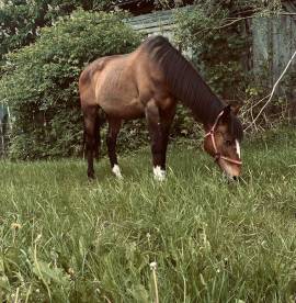 Argentinisches Polopferd