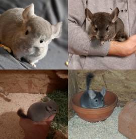 Chinchilla Jungtiere 6 - 20 Wochen