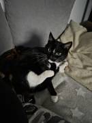 Süße Katze sucht liebevolles Zuhause
