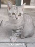BKH/Ekh Mix Kitten