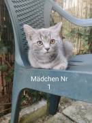 BKH/Ekh Mix Kitten