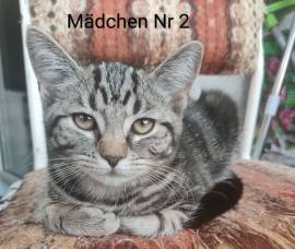 BKH/Ekh Mix Kitten