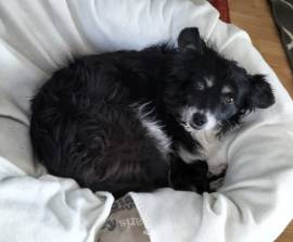 Bella, 10 Jahre, sucht Altersruhesitz 