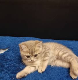 Britisch Kurzhaar Kitte sucht ein neues Zuhause!