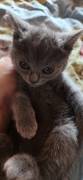 BKH Kitten abzugeben 13 wochen alt Preis vb