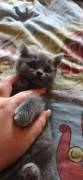 BKH Kitten abzugeben 13 wochen alt Preis vb