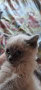 BKH Kitten abzugeben 13 wochen alt Preis vb
