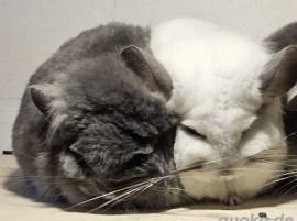 Wir verkaufen unsere beiden Chinchillas 