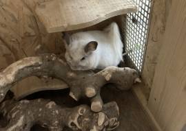 Wir verkaufen unsere beiden Chinchillas 