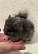 Wir verkaufen unsere beiden Chinchillas 