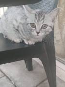 Bkh/Ekh Mix Kitte Kater 