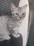 Bkh/Ekh Mix Kitte Kater 