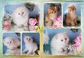  BKH & BLH Britisch Kurzhaar  /Langhaar Kitten