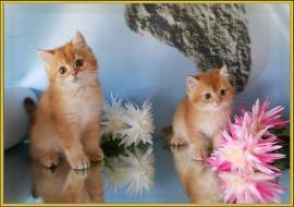  BKH &amp; BLH Britisch Kurzhaar  /Langhaar Kitten