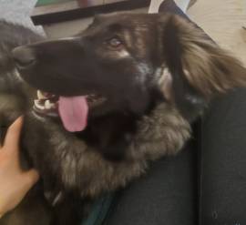 🐾 Lani sucht ein liebevolles Zuhause 