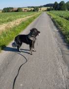 🐾 Lani sucht ein liebevolles Zuhause 