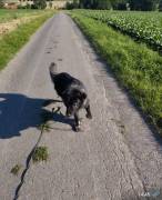 🐾 Lani sucht ein liebevolles Zuhause 