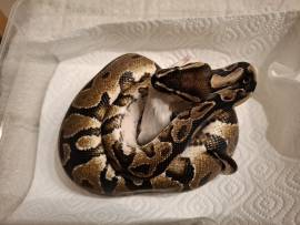 5 Königspythons zur Abgabe 
