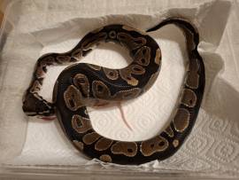 5 Königspythons zur Abgabe 
