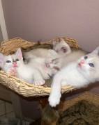 Siam Kitten 