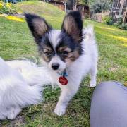 Zwei wunderschöne Papillonwelpen 