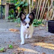 Zwei wunderschöne Papillonwelpen 
