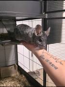Verkaufe 2 Chinchillas 