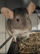 Verkaufe 2 Chinchillas 